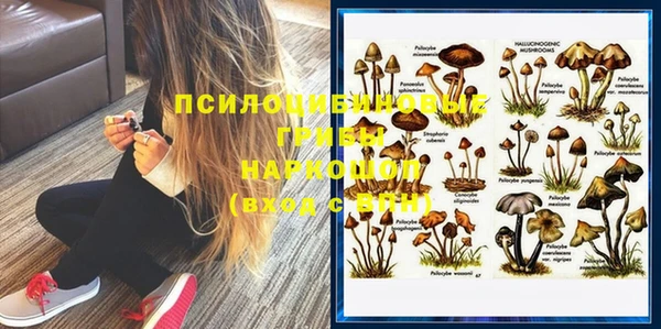 ПСИЛОЦИБИНОВЫЕ ГРИБЫ Горно-Алтайск
