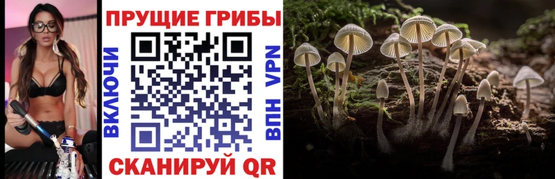 Галлюциногенные грибы Psilocybe  Купить закладки  Старая Купавна 